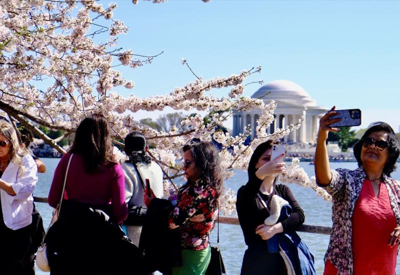 Nacionalni festival cvijeta trešnje - Kada trešnja postane atrakcija